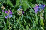 Oxytropis glabra