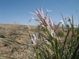 Iris songarica