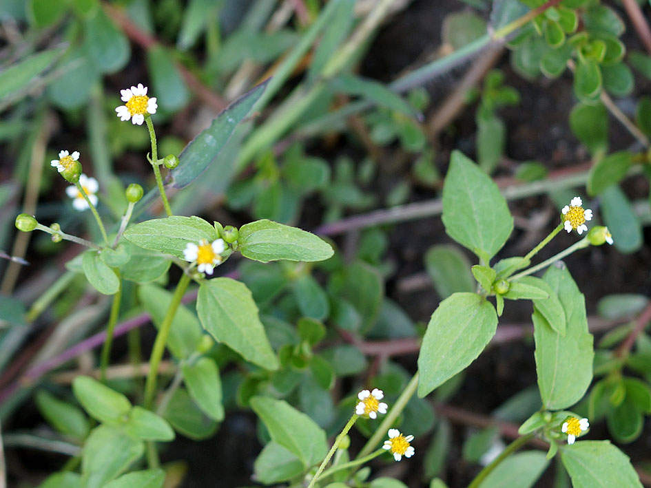 Изображение особи Galinsoga parviflora.