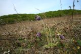 Pulsatilla chinensis