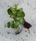 Vaccinium vitis-idaea