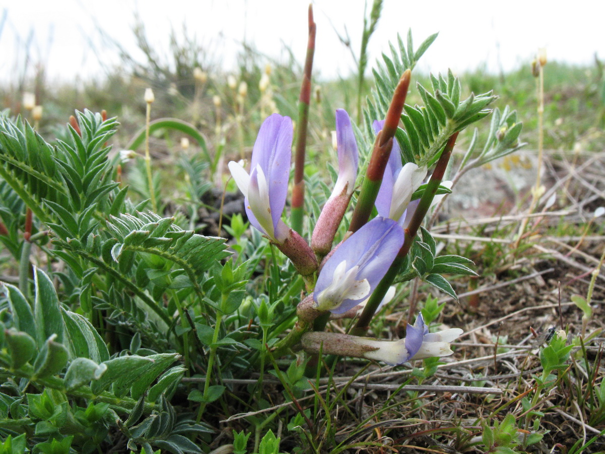 Изображение особи Astragalus kurdaicus.