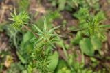 Eryngium planum