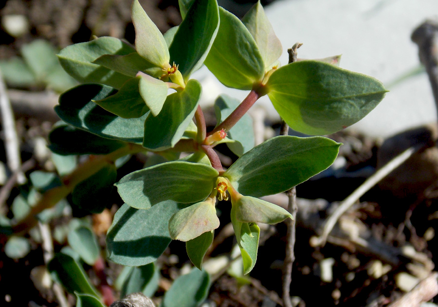 Image of Euphorbia aulacosperma specimen.