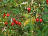 Rosa amblyotis