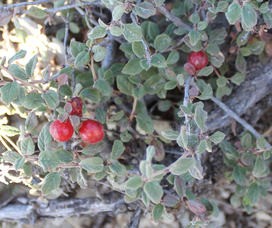 Image of Cerasus pseudoprostrata specimen.