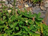 Potentilla elatior