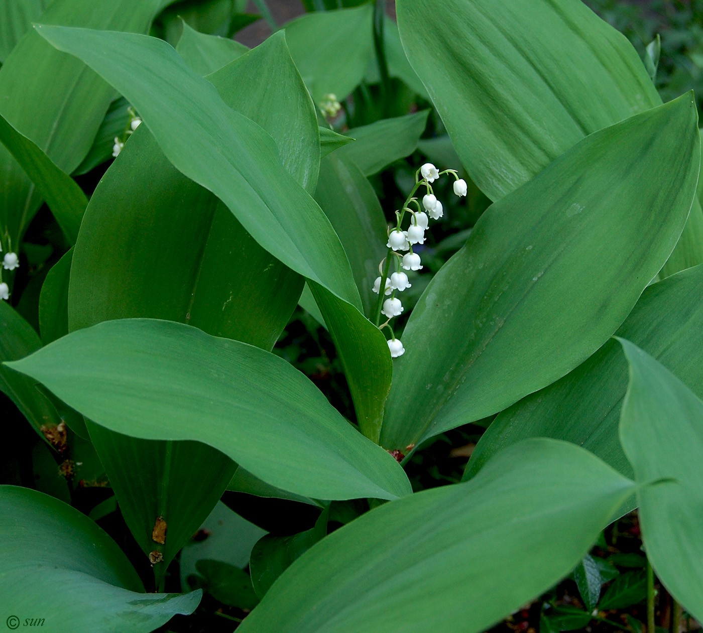 Изображение особи Convallaria majalis.