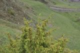 Juniperus oblonga. Верхняя часть растения с микростробилами. Грузия, Казбегский муниципалитет, нижняя часть вост. склона горы Казбек, травянистый склон. 22.05.2018.