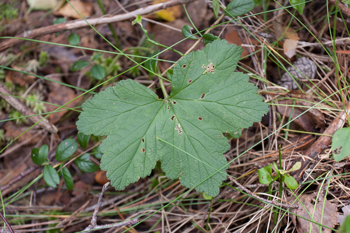 Изображение особи Rubus chamaemorus.