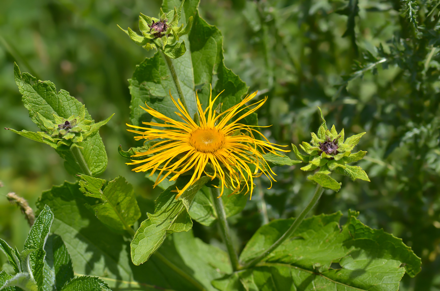 Изображение особи Inula magnifica.