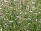 Spergula arvensis. Верхушки побегов с цветками и бутонами, в пуху от плодоносящей ивы. Магаданская обл., Ольский р-н, окр. пгт Ола, по краю незасеянного поля. 11.07.2018.