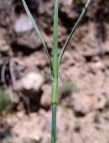 Dianthus ruprechtii