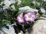 Convolvulus arvensis