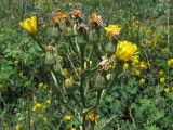 Crepis pannonica