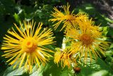 Inula magnifica. Верхушки побегов с соцветиями. Карачаево-Черкесия, Карачаевский р-н, окр. пос. Домбай, ущелье р. Аманауз, луг на каменистом склоне. 28.08.2019.