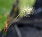 Setaria viridis