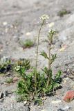 Capsella bursa-pastoris