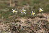 Tulipa buhseana