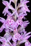 Dactylorhiza fuchsii. Часть соцветия. Владимирская обл., Петушинский р-н, окр. дер. Костино, опушка ельника. 27 июня 2020 г.