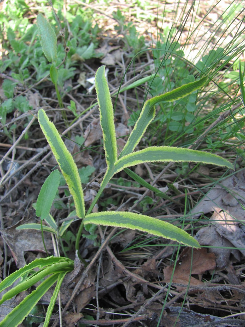 Изображение особи Falcaria vulgaris.