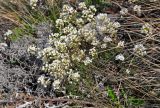 Schivereckia podolica. Цветущие растения. Самарская обл., гор. округ Жигулёвск, гора Лысая, каменистый склон. 03.05.2021.