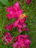 Paeonia lactiflora