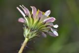 Taraxacum confusum