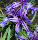 Iris ventricosa