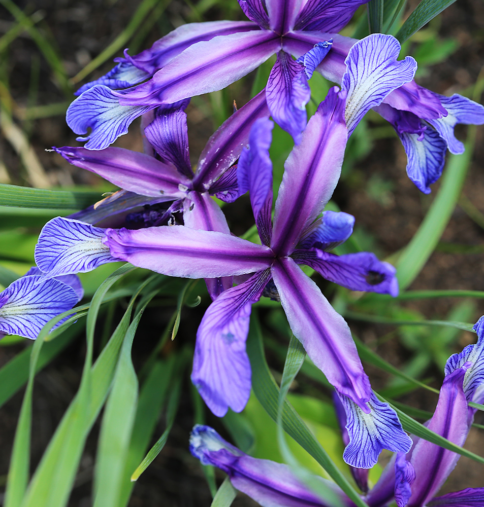 Изображение особи Iris ventricosa.