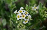 Argusia sibirica