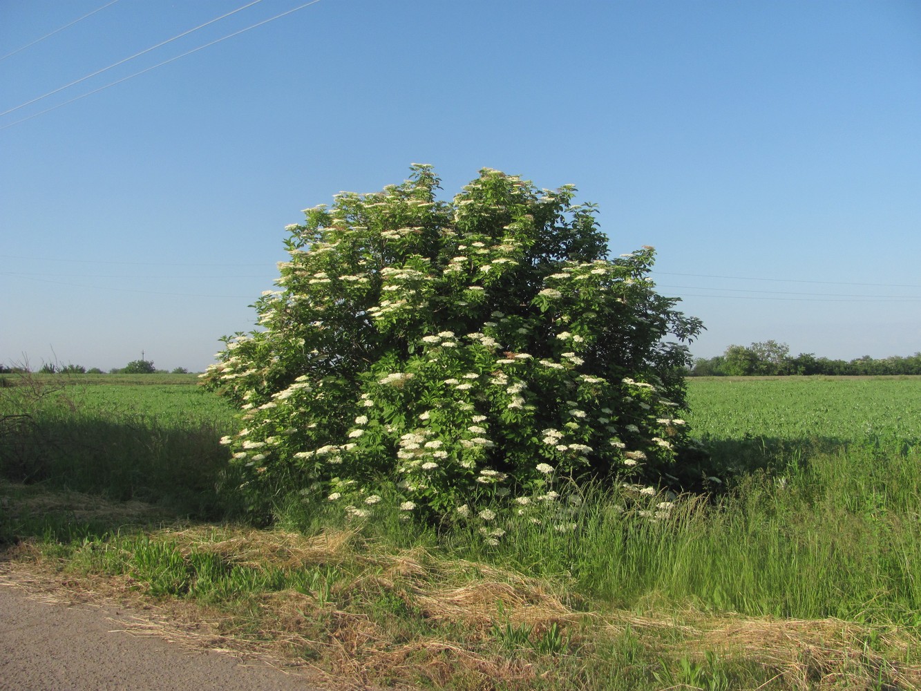 Изображение особи Sambucus nigra.