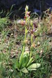 Ophrys oestrifera