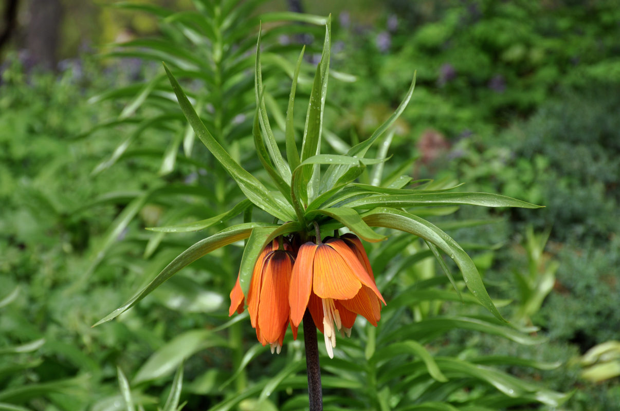 Изображение особи Fritillaria imperialis.