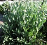 Achillea filipendulina