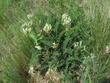 Astragalus demetrii. Цветущее растение. Краснодарский край, окр. г. Армавир, степной склон. 06.05.2023.