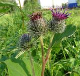 Arctium tomentosum. Верхушки побегов с распустившимися и распускающимися соцветиями. Московская обл., ГО Подольск, мкр-н Климовск, пустырь. 28.08.2023.