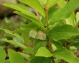 Vaccinium smallii