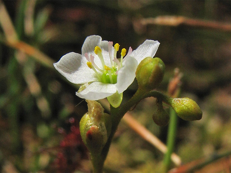 Изображение особи Drosera intermedia.