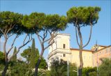 Pinus pinea. Взрослые деревья в уличном озеленении. Италия, Рим, 27 июля 2010 г.