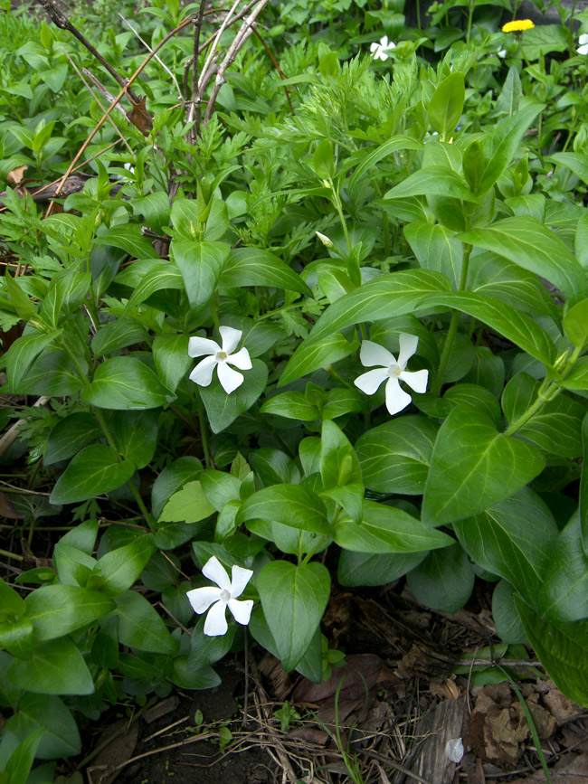 Изображение особи Vinca major.