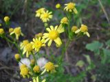 Senecio vernalis. Соцветие. Украина, Луганская обл, г. Луганск, посадка у городского квартала. Июнь 2012 г.