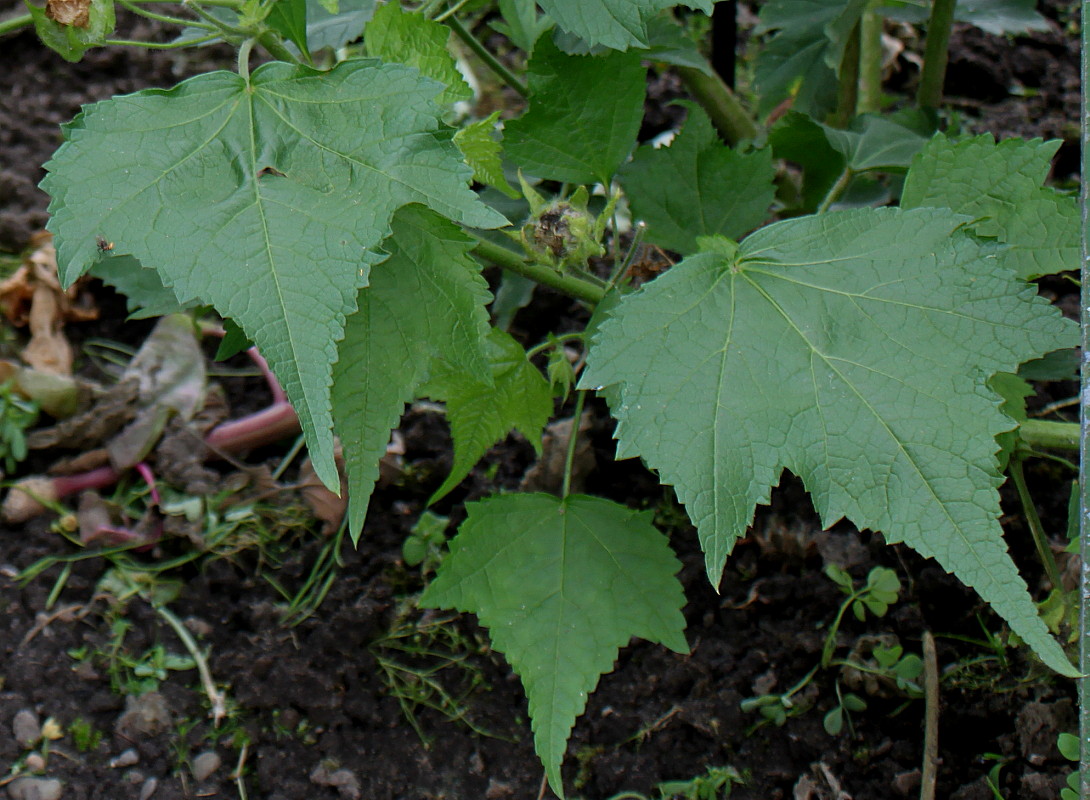 Изображение особи Kitaibelia vitifolia.