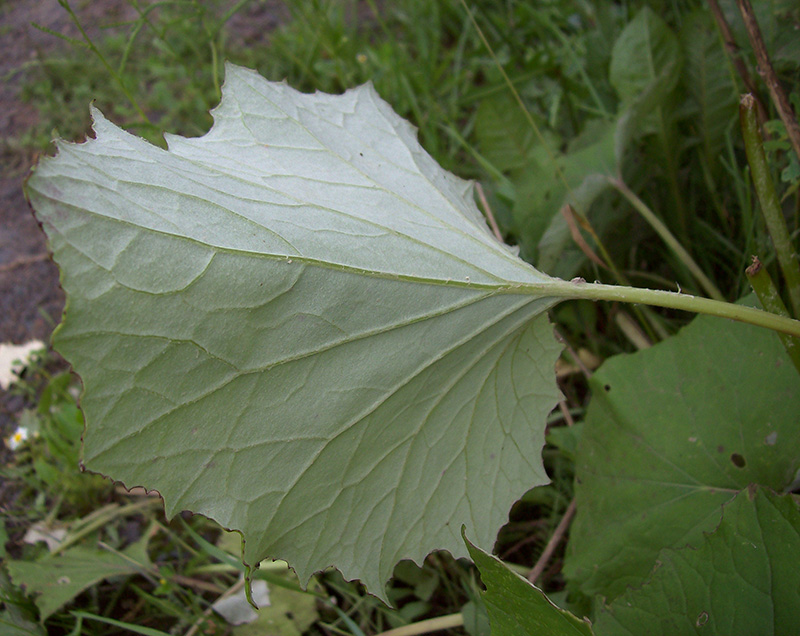 Изображение особи Tussilago farfara.