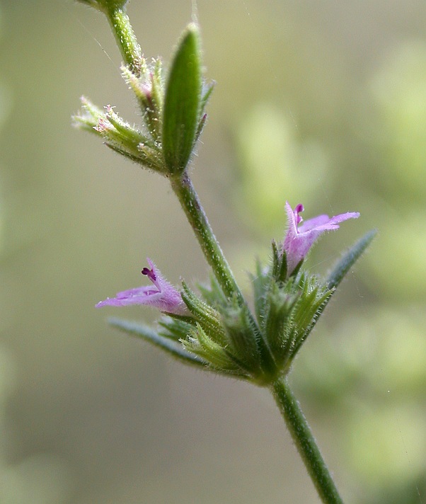 Изображение особи Micromeria myrtifolia.