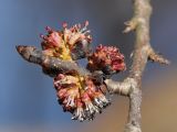 Ulmus glabra. Побег с соцветиями. Санкт-Петербург, г. Ломоносов, парк. 01.05.2009.