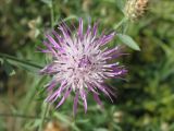 Centaurea biebersteinii