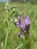 Medicago sativa. Соцветия. Ростовская обл., Азовский р-н, с. Кугей, степной склон балки. 08.06.2012.