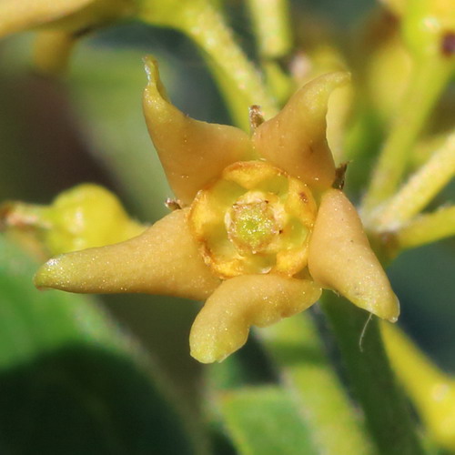 Ластовень азовский (Vincetoxicum maeoticum)