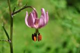 Lilium pilosiusculum